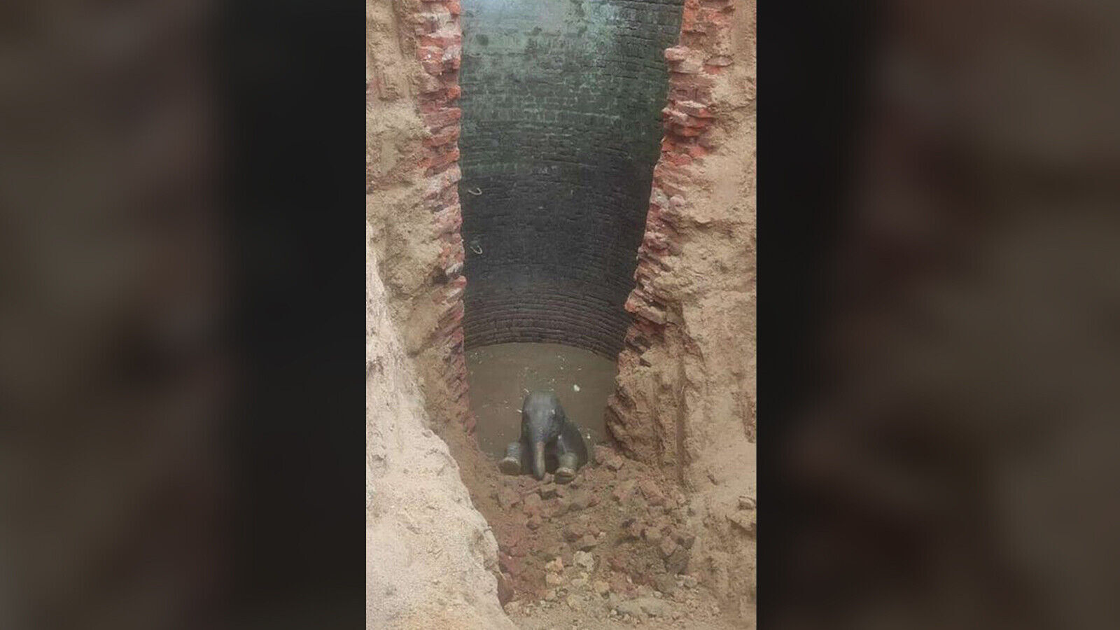 Baby elephant rescued after falling into village well 30 feet deep